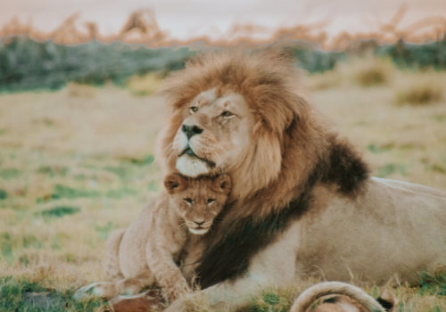 Group Trips to South Africa - TrovaTrip